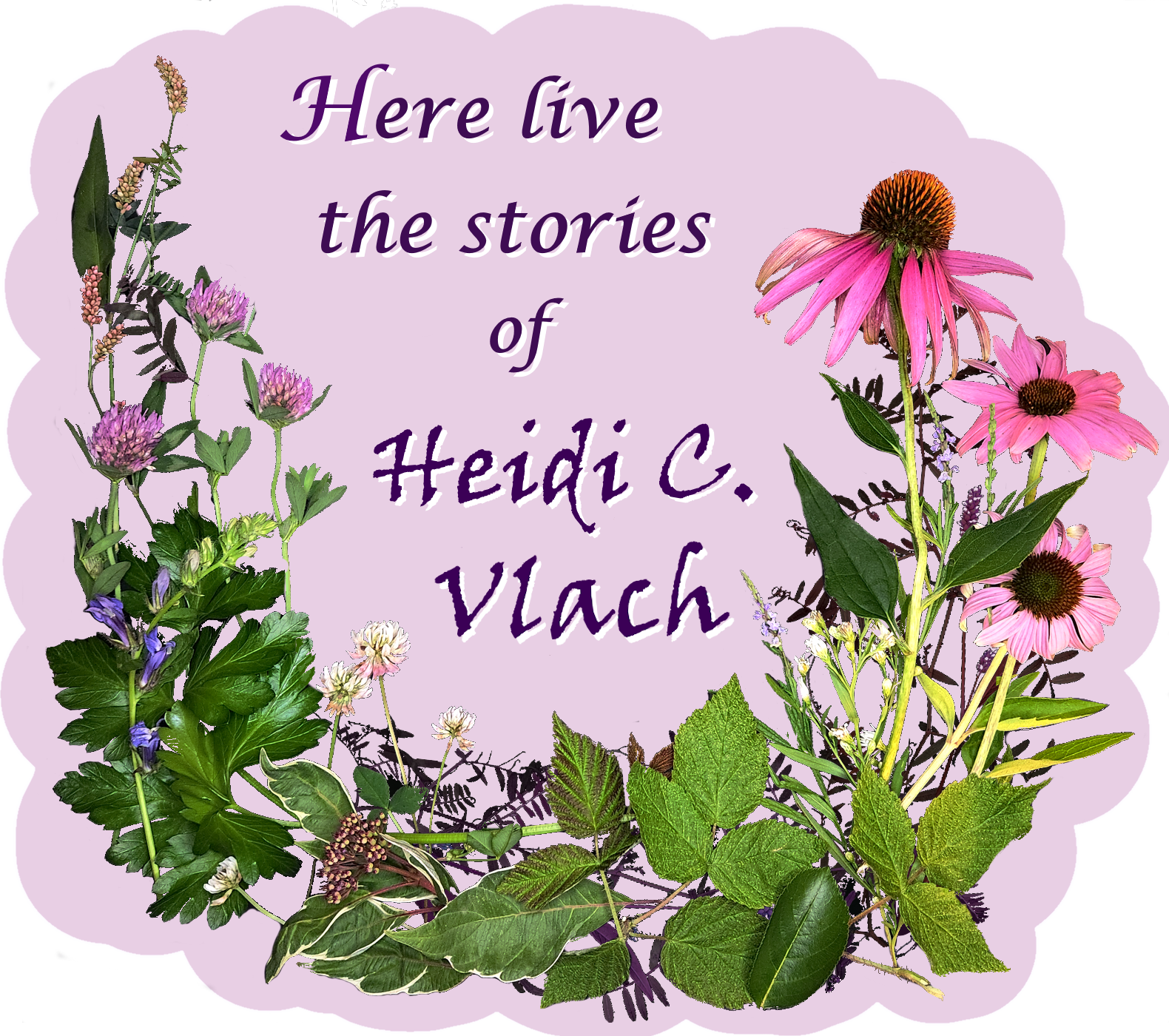 A circular arrangement of coneflowers, clover blossoms, harebell flowers, and green leaves. Inside the circle, text says: Here live the stories of Heidi C. Vlach.